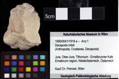 Foto (Objket + Etiketten) von Decapoda indet. 